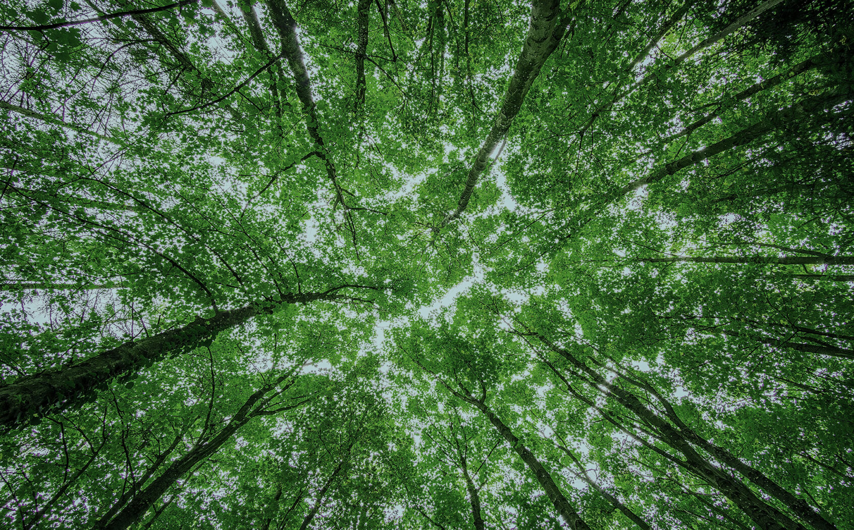 Green Treetops